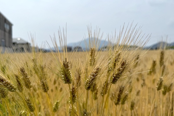 実りを迎えたはだか麦の穂が広がる畑の風景