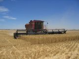 オーストラリア産小麦の収穫160.jpg